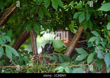 Robin che alimenta i bambini di robin giovani in un nido su un albero (più bambini aprono le loro bocche desiderando cibo) Foto Stock