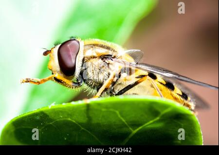 primo piano di un'ape che poggia su una foglia Foto Stock