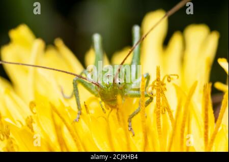 una piccola cavalletta verde si siede su un fiore di dente di leone. Foto Stock