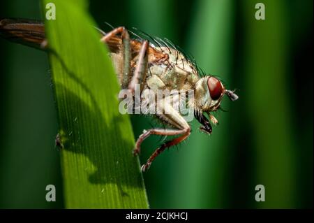 macro di una mosca di rapina (asilidae) su una foglia verde Foto Stock