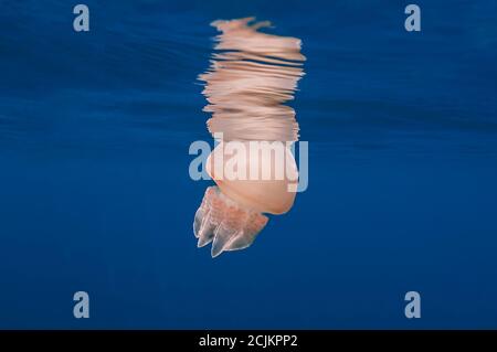 Meduse in superficie con riflessi Foto Stock