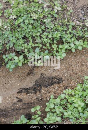 Brooklime / Veronica beccabunga foglie in crescita in fossato alluvione drenaggio stradale. Foragged & sopravvivenza cibo contenente vitamina C. una volta usato in cure Foto Stock