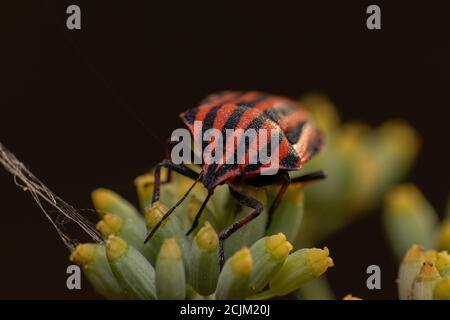 Primo piano di un scarabeo italiano a strisce su una pianta sotto la luce del sole con uno sfondo sfocato Foto Stock