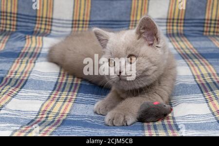 Gatto di shorthair britannico purebred. colore fumoso del gatto. Gattino carino piccolo giace su una coperta calda. Foto Stock