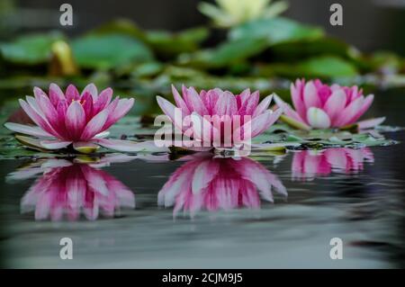 Ninfee bianche e rosa della famiglia Ninfaeaceae galleggianti su uno stagno in una mattina oscura, fiori acquatici che crescono naturalmente su acqua still Foto Stock