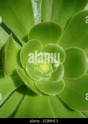 Primo piano della rosetta di fiori Bejeque, conosciuta anche come Aeonium canariense, una pianta succulenta e robusta originaria delle isole Canarie, che cresce sulle colline Foto Stock