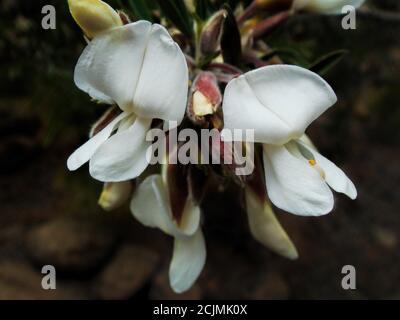 Bellissimi fiori bianchi di Spartocytisus supranubius, specie di alta montagna comunemente conosciuta come Retama del Teide, che si trova nel Parco Nazionale del Teide Foto Stock