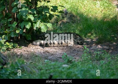 Coda di leopardo nascosta dietro un cespuglio in una foresta Foto Stock