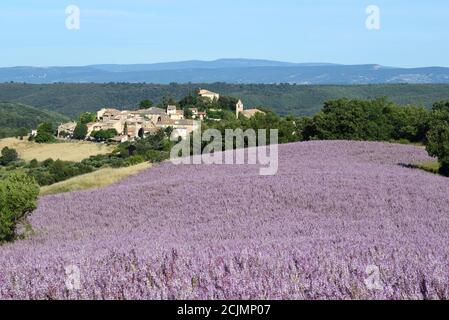 Villaggio di Entrevennes e Sage campo o campo di Clary Sage, Salvia sclerarea, Alpi-de-Haute-Provence Provenza Francia Foto Stock