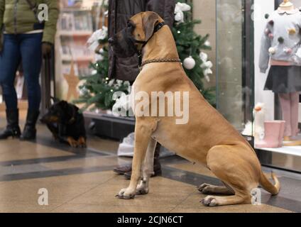 Scuola di cani pratica nella zona commerciale e Great Dane siede accanto alla sua padrona Foto Stock