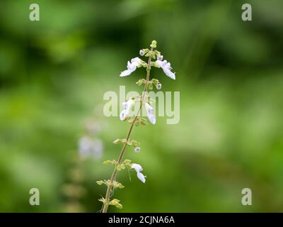 Fiore di menta messicana o di borragine indiana, medicina di erbe di spezie Foto Stock