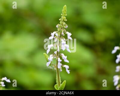 Fiore di menta messicana o di borragine indiana, medicina di erbe di spezie Foto Stock