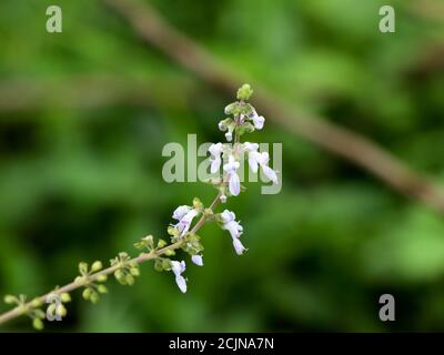 Fiore di menta messicana o di borragine indiana, medicina di erbe di spezie Foto Stock