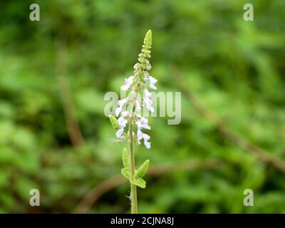 Fiore di menta messicana o di borragine indiana, medicina di erbe di spezie Foto Stock