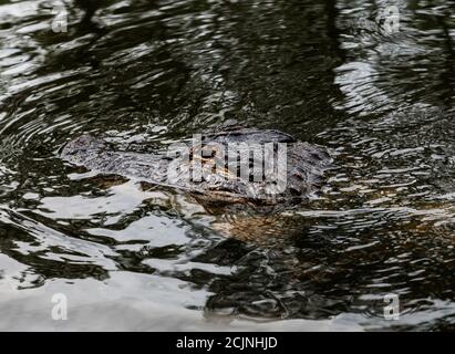 Alligatore nella terra paludosa a New Orleans, Louisiana, Stati Uniti Foto Stock