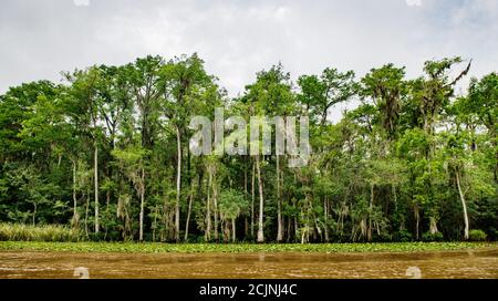 Terreno paludoso a New Orleans, Louisiana, Stati Uniti Foto Stock