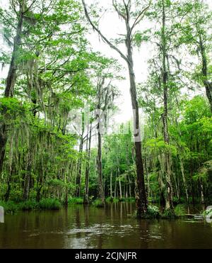 Terreno paludoso a New Orleans, Louisiana, Stati Uniti Foto Stock