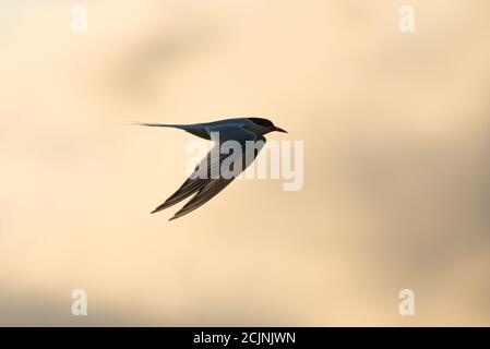 Una Tern sudamericana (Sterna hirundinacea) che vola al largo della costa del Brasile sud-orientale. Foto Stock