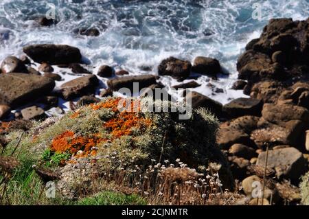Una roccia di granito ricoperta di lichene sopra il mare che si schiantano sulla riva della penisola di Lizard in Cornovaglia, Inghilterra, Regno Unito Foto Stock