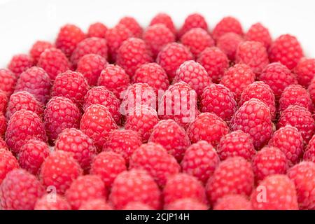 Lamponi pronti per il congelamento Foto Stock