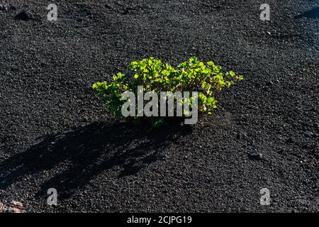 Varietà di piante verdi che crescono su sabbie vulcaniche di lava nel deserto del parco dei vulcani Timanfaya. Lanzarote, Isole Canarie, Spagna. Ambiente, concetto. Foto Stock