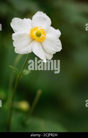 Anemone giapponese - Anemone x hybrida 'Honorine Jobert' Foto Stock