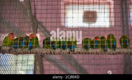 Un gruppo di graziosi pappagalli di lovebird sono seduti su un bastone in una gabbia di metallo. Foto Stock