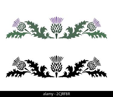 Thistle. Onopordum acanthium. Thistle scozzese Illustrazione Vettoriale