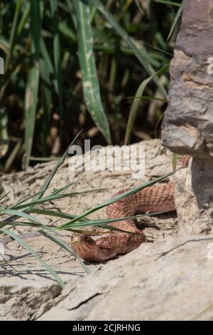 Un adulto Western Coachwhip (Coluber flagellum testaceus) da Otero County, Colorado, Stati Uniti. Foto Stock