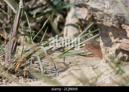 Un adulto Western Coachwhip (Coluber flagellum testaceus) da Otero County, Colorado, Stati Uniti. Foto Stock