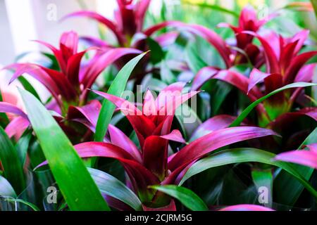 Fioritura Guzmania Bromelia è in vendita. Scelta piante casa Foto Stock