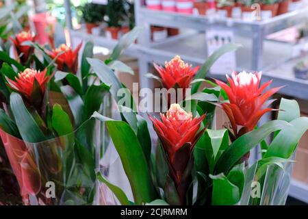 Bromelia Guzmania, fiore con petali rossi e foglie verdi. Famiglia Bromeliaceae. Vendita in negozio. Foto Stock