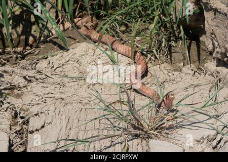 Un adulto Western Coachwhip (Coluber flagellum testaceus) da Otero County, Colorado, Stati Uniti. Foto Stock