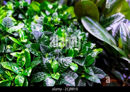 Gerdenia Crape Jasmine fiore primo piano. Vendita in negozio. Messa a fuoco selettiva Foto Stock