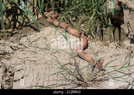 Un adulto Western Coachwhip (Coluber flagellum testaceus) da Otero County, Colorado, Stati Uniti. Foto Stock