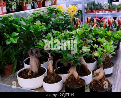 Ficus Ginseng albero Bonsai in un vaso che si prende cura di pianta casa. Esotico albero giapponese, primo piano. Vendita in negozio. Messa a fuoco selettiva Foto Stock