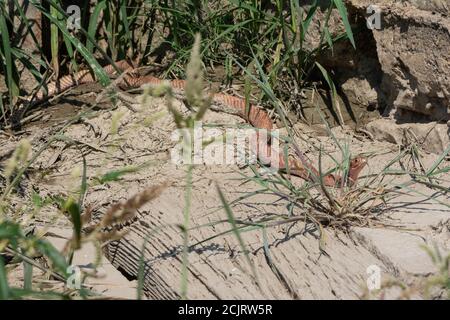 Un adulto Western Coachwhip (Coluber flagellum testaceus) da Otero County, Colorado, Stati Uniti. Foto Stock