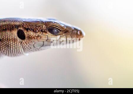 Primo piano di lucertola (Podarcis hispanicus) con sfondo non focalizzato Foto Stock