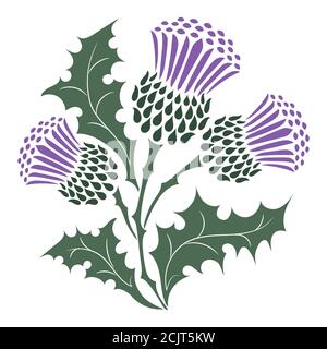 Thistle. Onopordum acanthium. Thistle scozzese Illustrazione Vettoriale