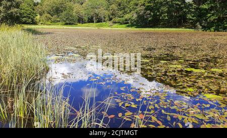 High Arnside Tarn vicino a Tarn Howes, Lake District, Regno Unito. Foto Stock