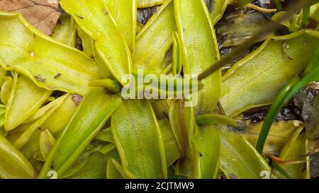 Butterwort, una pianta insettivora che cresce in terreni poveri nutrienti umidi, Lake District, UK. Foto Stock