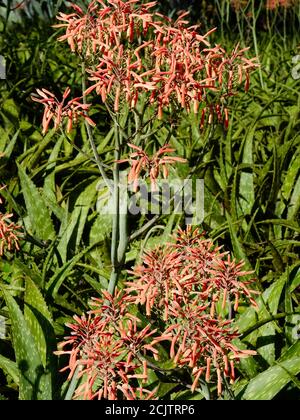 Aloe saponaria in fiore; comunemente noto come aloe di sapone o aloe di zebra, Florida, Stati Uniti. Foto Stock