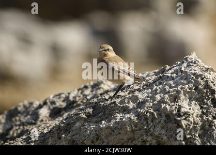 Un Wheatear migrante, Oenanthe Enanthe, che perching su una roccia. Foto Stock