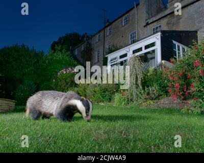 European Badger (Meles meles) che invecchia su un prato da giardino al crepuscolo, Wiltshire, UK, giugno 2020 durante il blocco di Coronavirus. Foto Stock