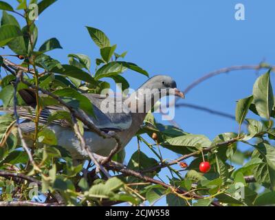 Piccione di legno (Columba palumbus) foraggio giovanile in un albero di ciliegio Morello (Prunus cerasus) in un giardino suburbano, Bradford-on-Avon, Wiltshire, UK, giugno Foto Stock