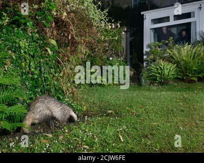 Il tasso europeo (Meles meles) scavando in un prato di giardino di notte, possibilmente scavare un nido di Bumblebee per nutrirsi sopra, con i proprietari di abitazione che osservano nel Foto Stock