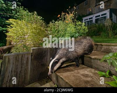 European Badger (Meles meles) camminando giù alcuni gradini del giardino di notte, passato Avens fiorente, Wiltshire, Regno Unito, giugno 2020 (durante il blocco di Coronavirus). Foto Stock