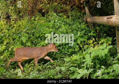 Il muntjac di Reeve / il cervo da fiacco (Muntiacus reevesi) si è fatto strada sotto una recinzione da giardino, Wiltshire, Regno Unito, maggio 2020 durante la chiusura del Coronavirus. Foto Stock
