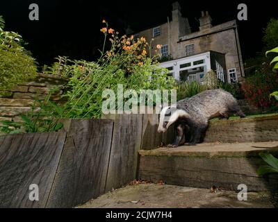 European Badger (Meles meles) camminando giù alcuni gradini del giardino di notte, passato Avens fiorente, Wiltshire, Regno Unito, giugno 2020 (durante il blocco di Coronavirus). Foto Stock