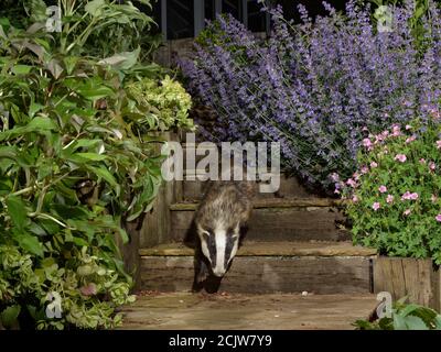 European Badger (Meles meles) camminando giù i gradini del giardino di notte, passato le piante fiorite, 2020 giugno (durante il periodo di blocco di Coronavirus). Foto Stock